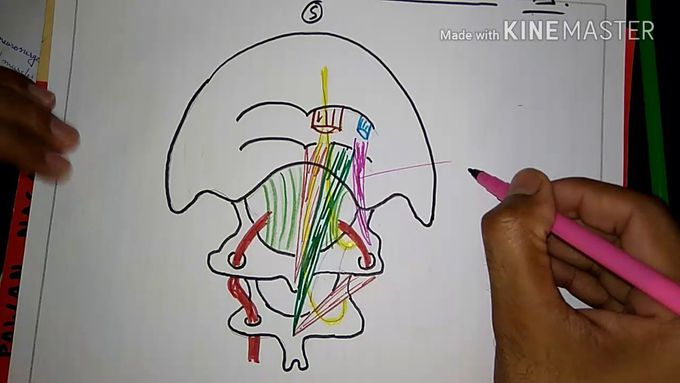 Sub occipital triangle