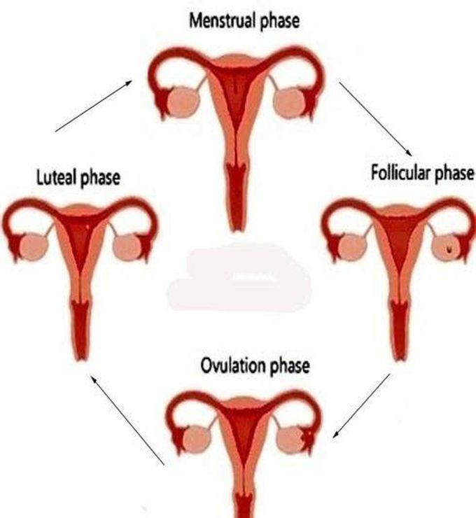 Phases of menstrual cycle