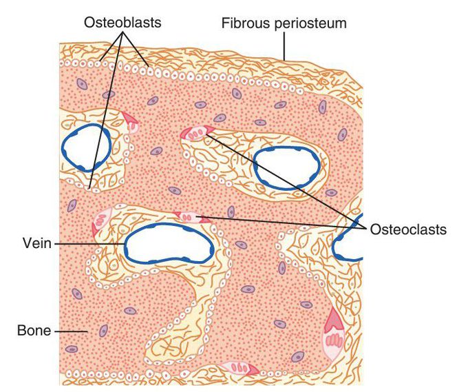 Deposition of Bone by the Osteoblasts.