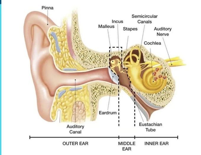 Ear Anatomy