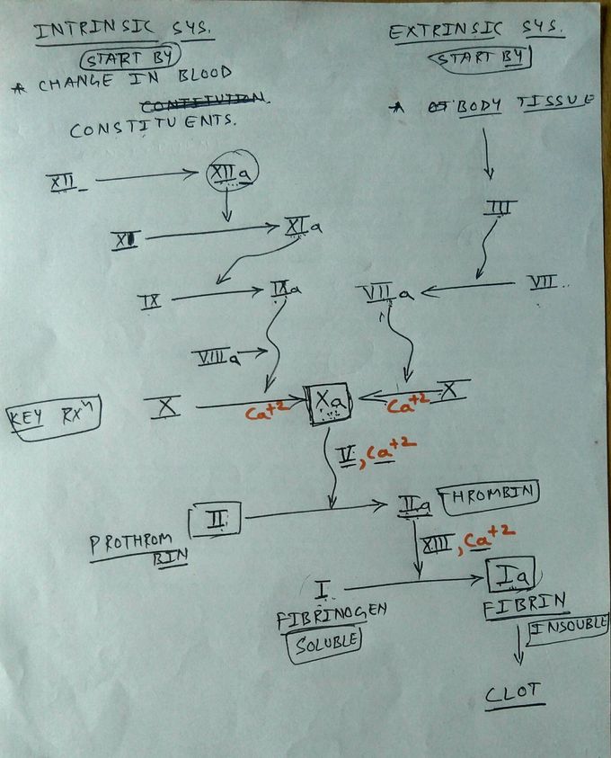 Blood clotting mechanism