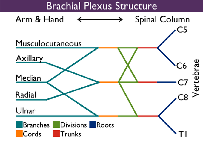 Brachial Plexus