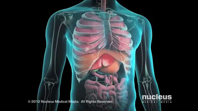 Techniques, Indications, Contraindications, and Complications of Liver Biopsy