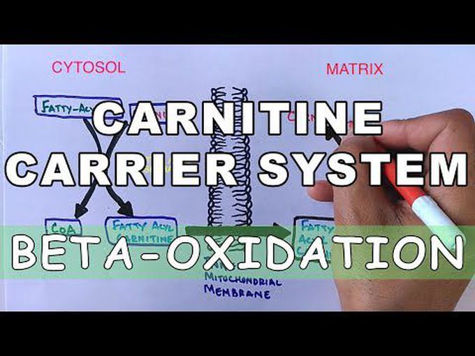What is the Carnitine Shuttle?