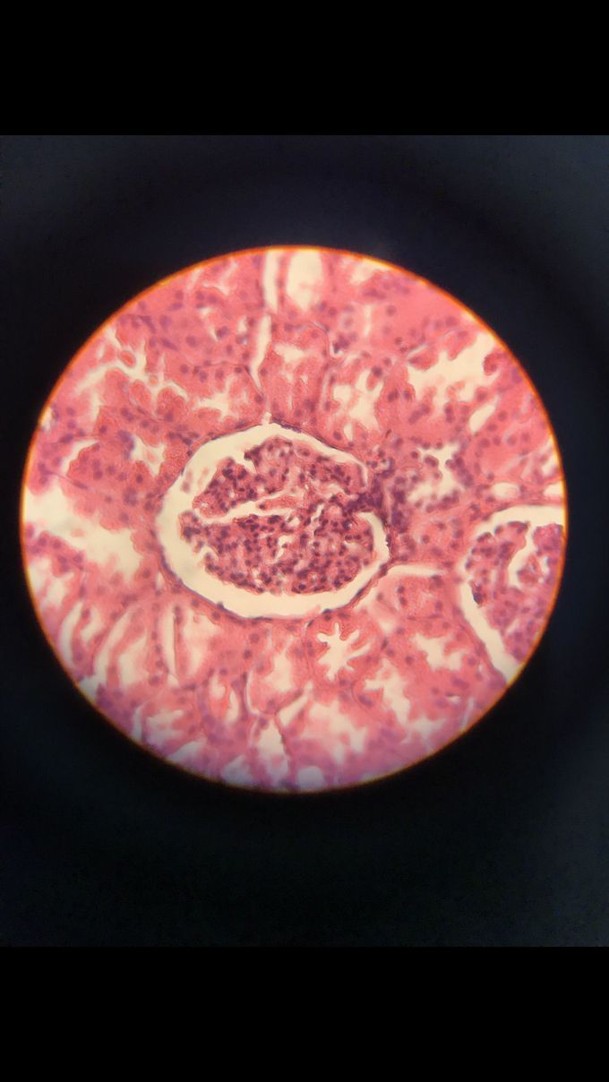 Histology class