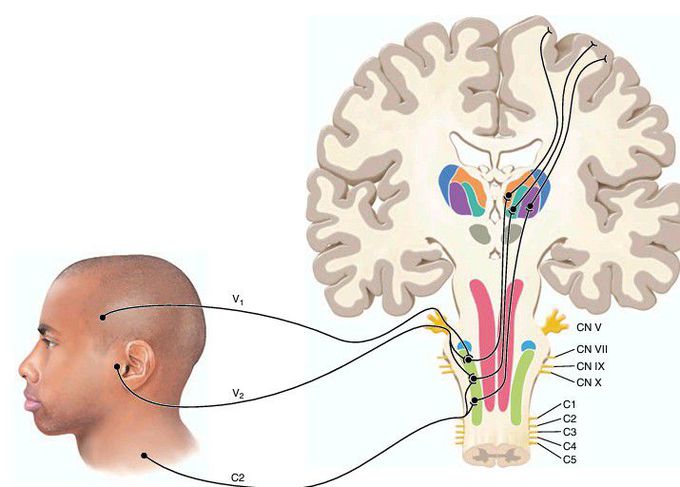 Trigeminal nerve