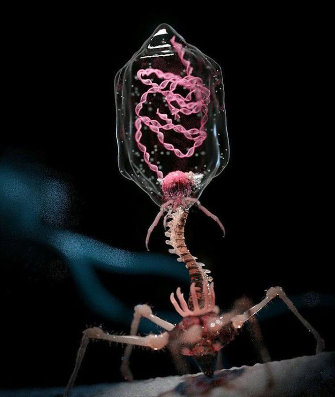 Bacteriophage