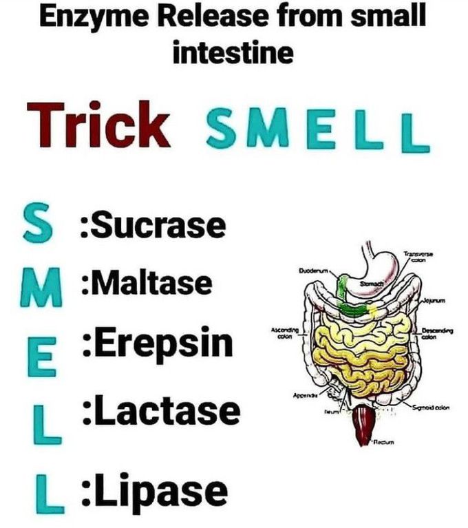Enzymes of the Small Intestine