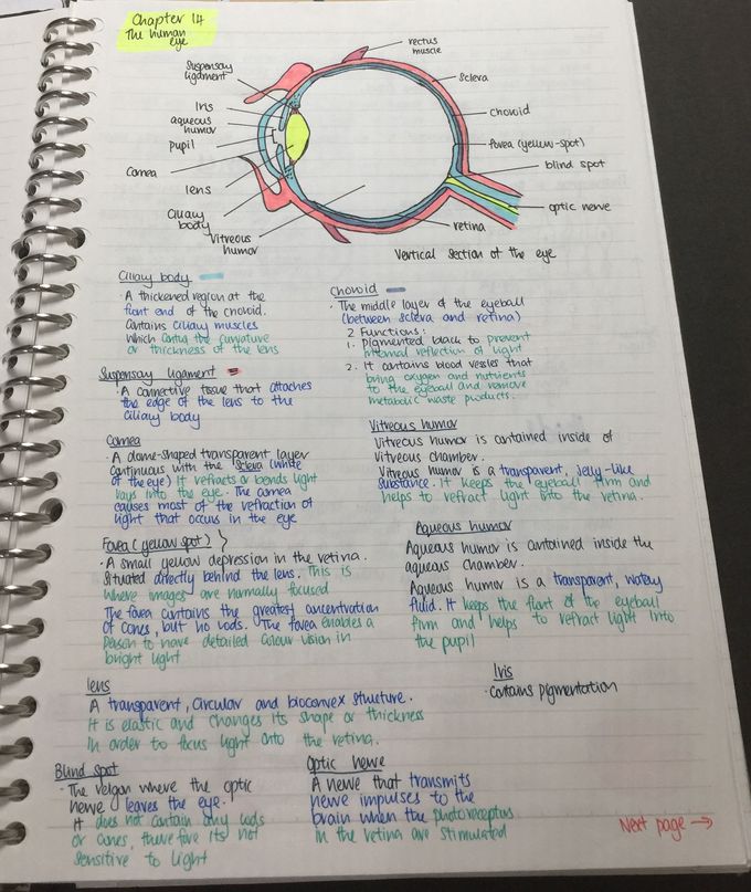 The Human Eye