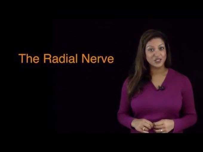 Anatomy of the Radial Nerve- Course and Innervation
