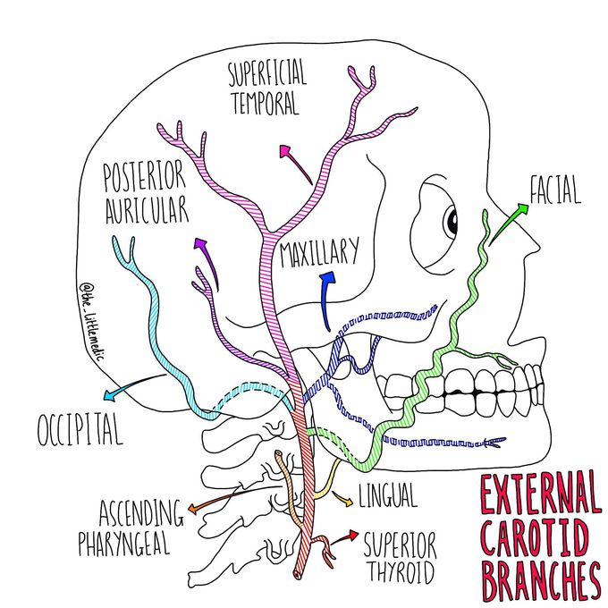 External carotid artery