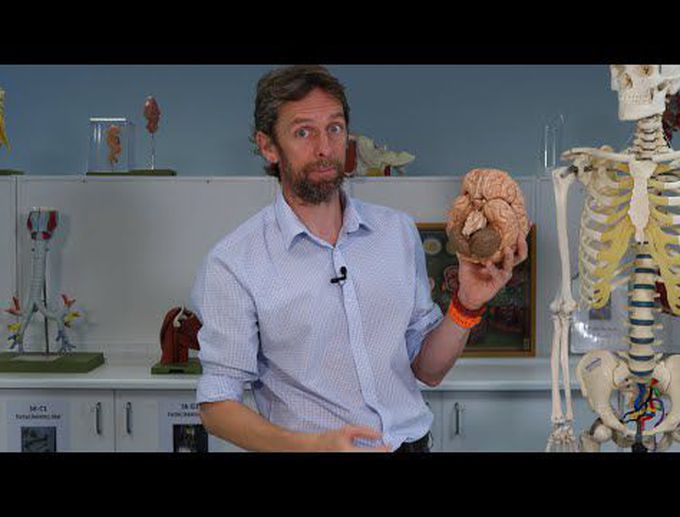 Nervous system anatomy introduction