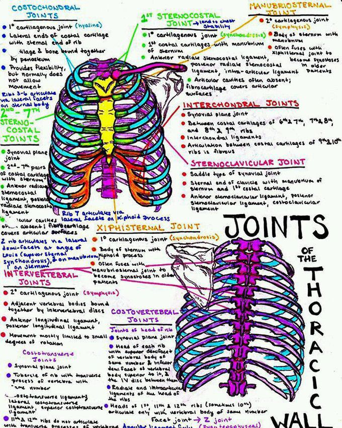 joint of thoracic wall