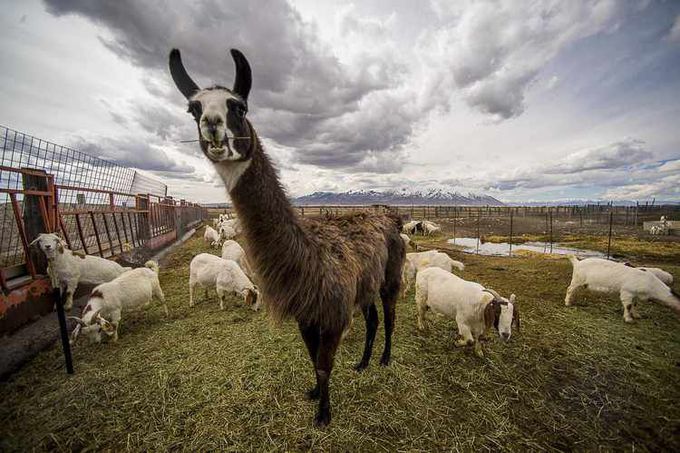 Llamas Could Lead Us to a Universal Flu "Vaccine" | RealClearScience