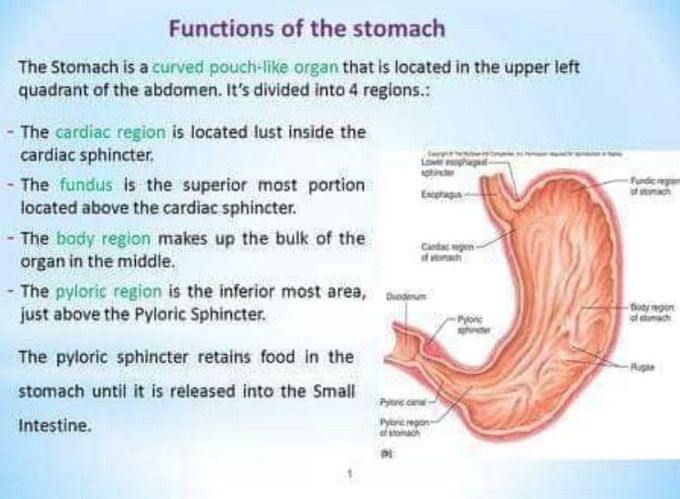 The stomach function