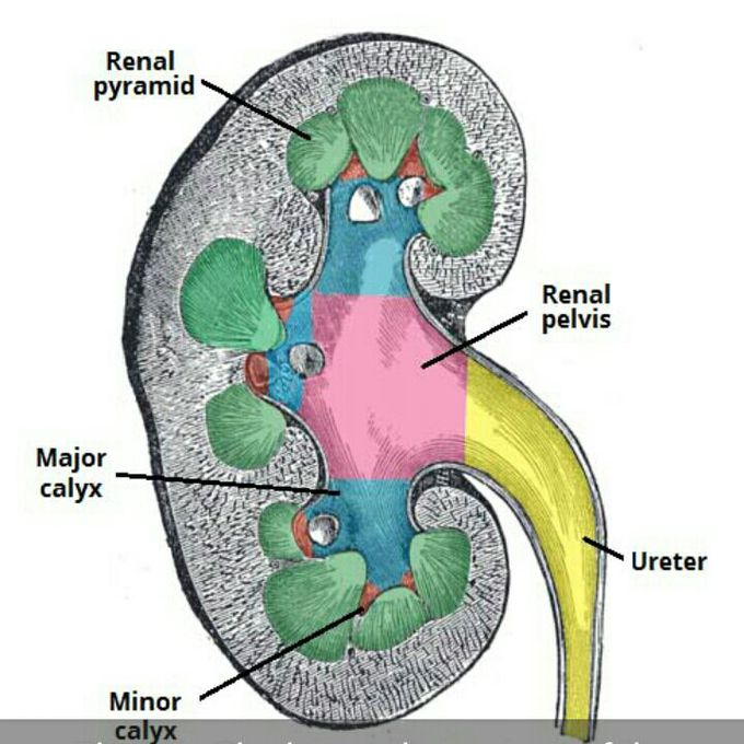 Kidney