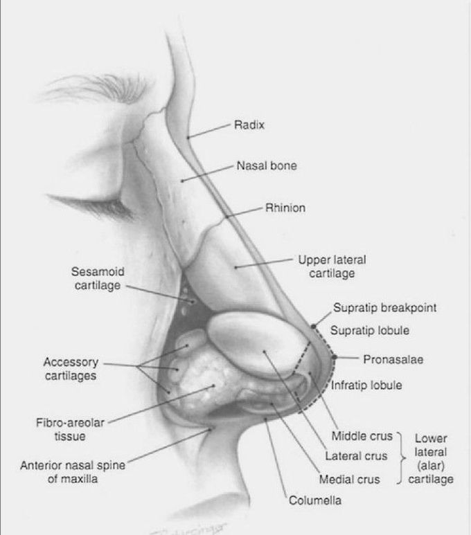 Nose anatomy