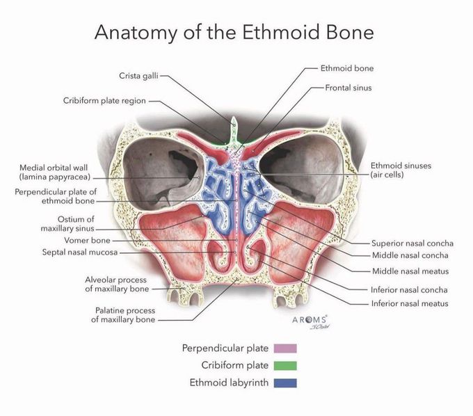 Anatomy of Ethmoid Bone