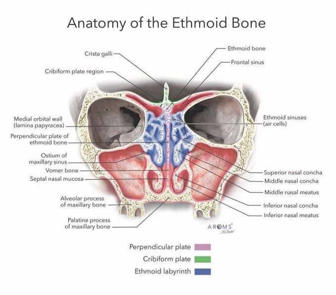 Anatomy Of Ethmoid Bone Medizzy 0640