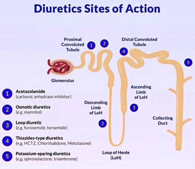 Diuretics Site of Action