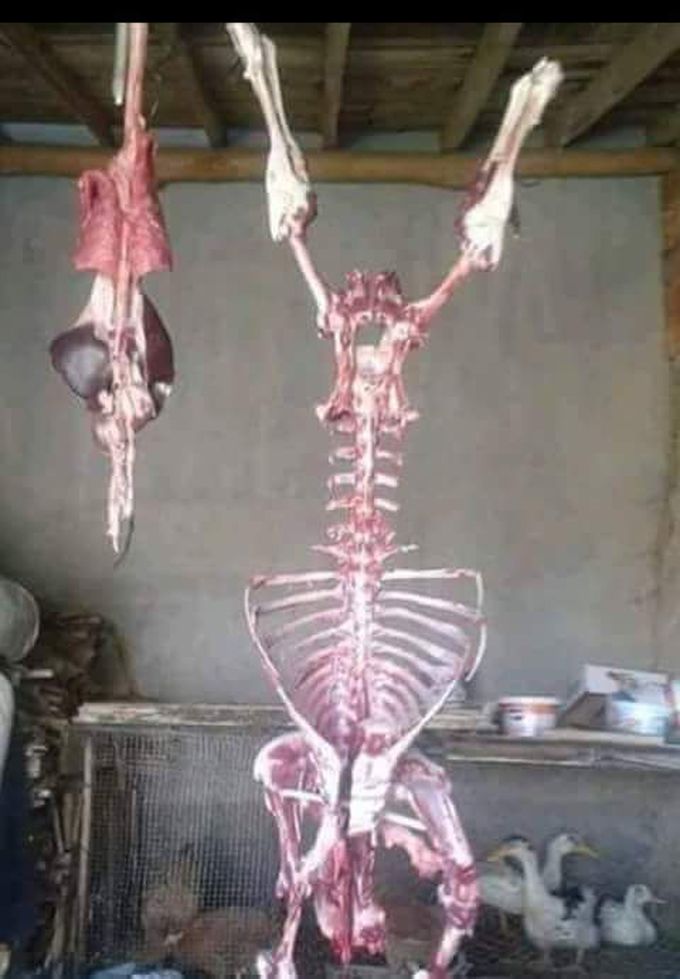 😕😕 كبش العييد