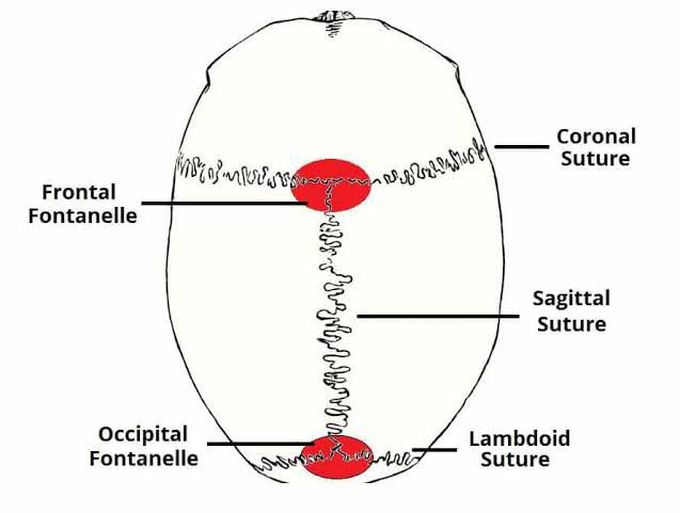 Sutures of the skull