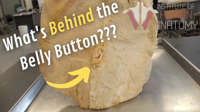 What's Behind the Belly Button?