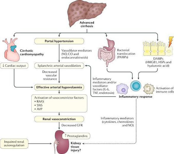 HEPATORENAL Syndrome