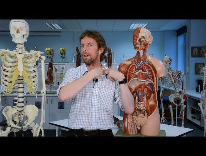 What is the lymphatic system?