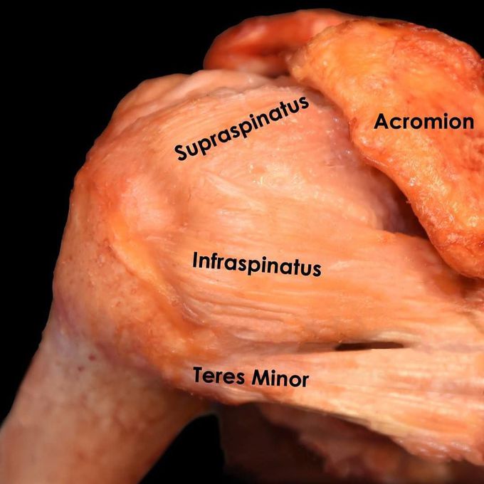 Rotator cuff muscles