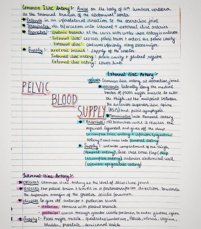 Pelvic blood supply