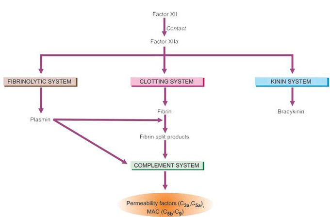 Complement system