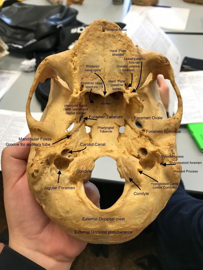 Part of cranium anatomy