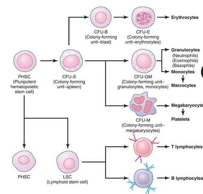 Blood cells formation