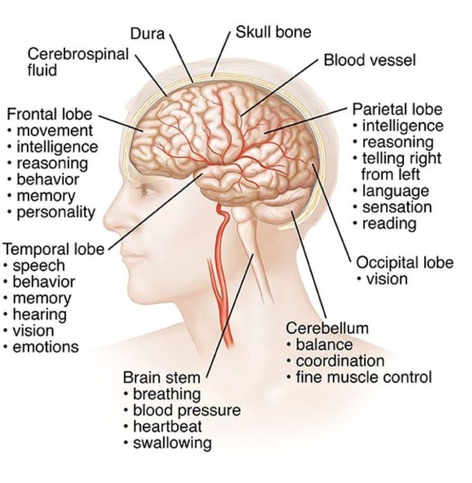 Brain Anatomy