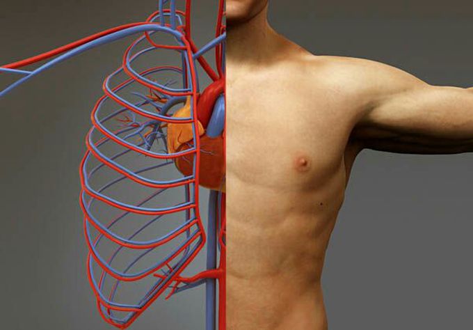 Anatomy