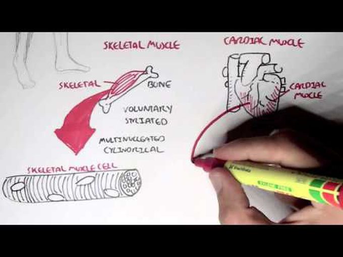 Types of Muscles