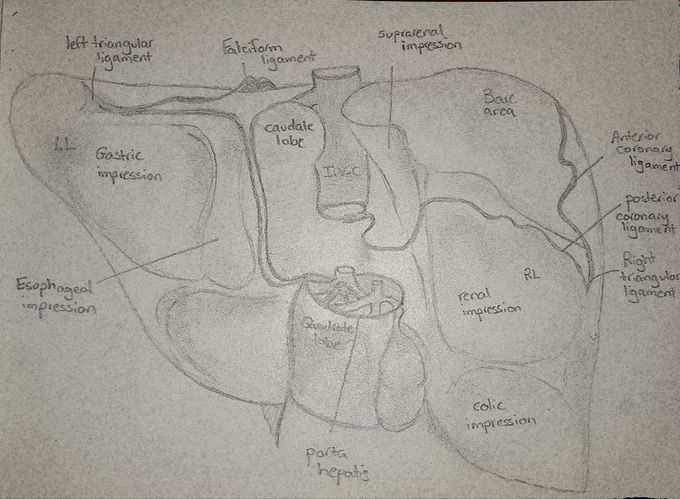 The liver!! The big guy