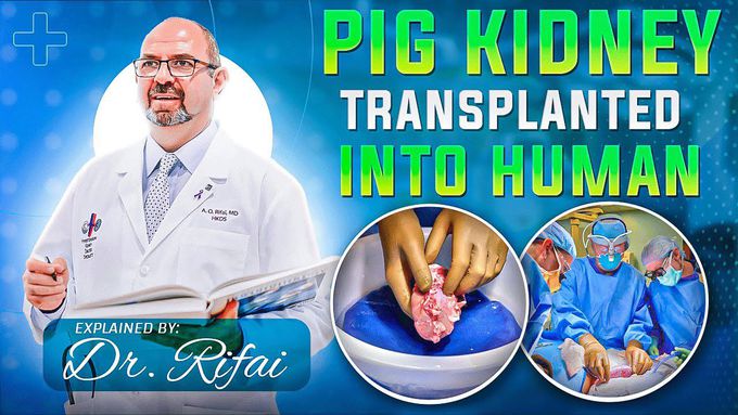 TRANSPLANTATION OF PIG KIDNEY INTO A HUMAN