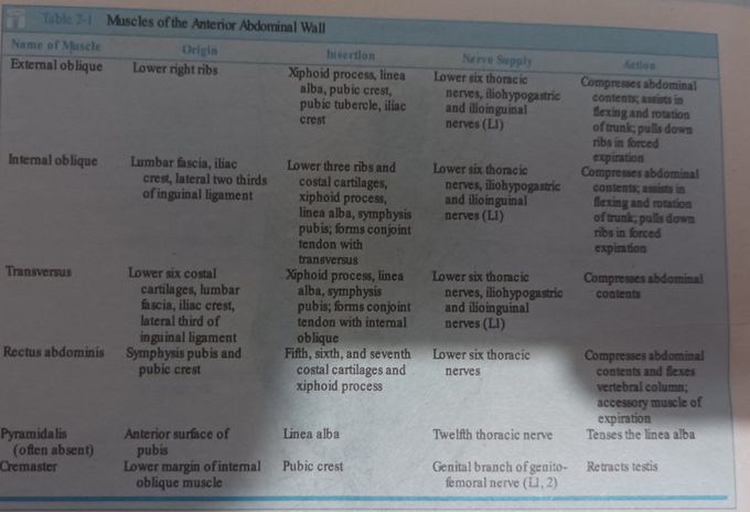 Muscles of Anterior Abdominal Wall