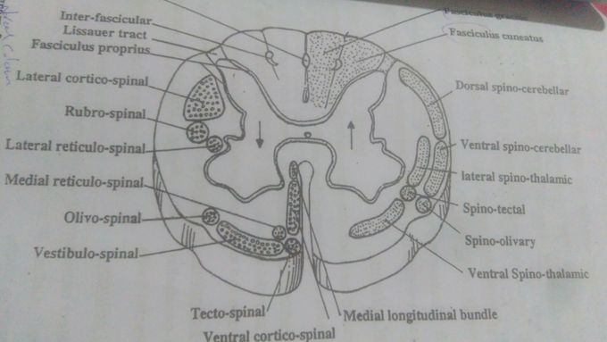 Neuro