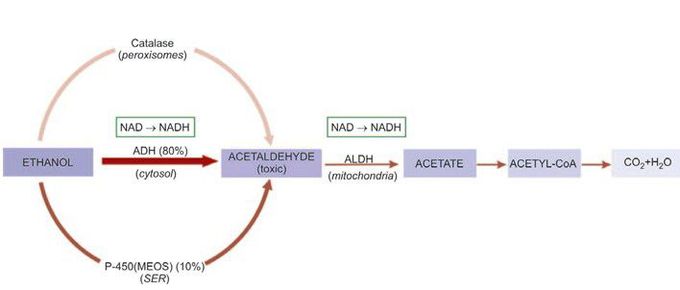 Metabolism of ethanol in the liver