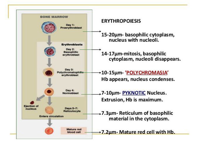 Make a erythroblasts