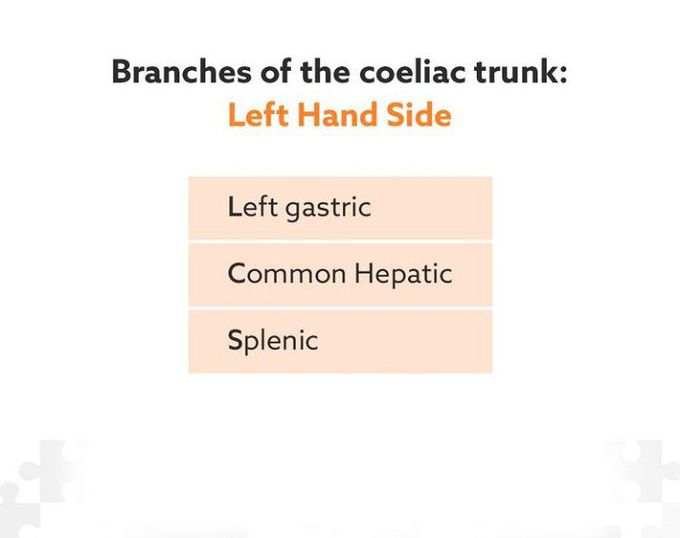 Coeliac Trunk-Branches