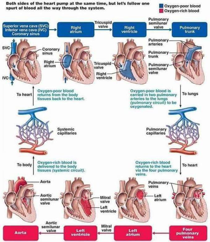 Direction of blood flow