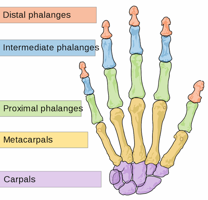 Bones of the hand