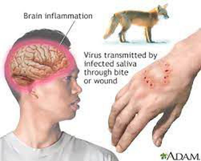 Spread of rabies