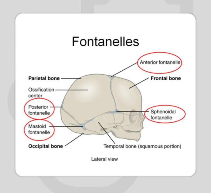 The Fontanelles