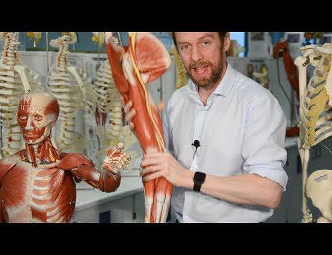 Nerves of the upper limb (anatomy)