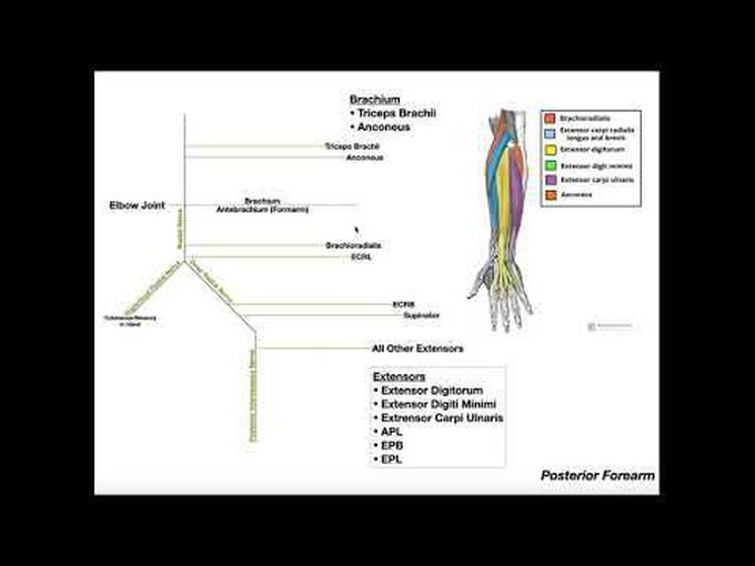 Innervation of the Posterior Compartment of Forearm